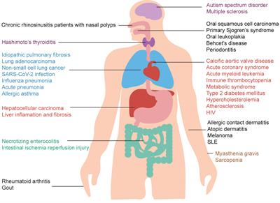 Current Understanding of IL-37 in Human Health and Disease